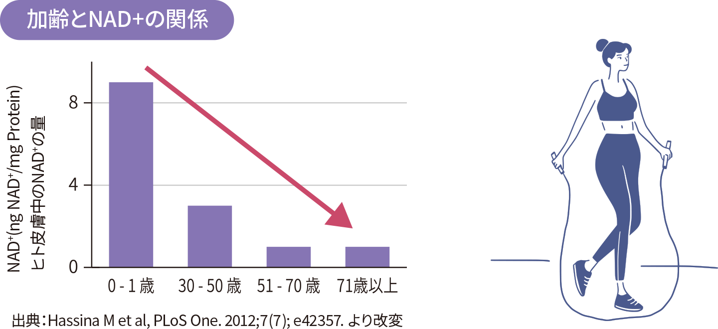 加齢とNAD+の関係