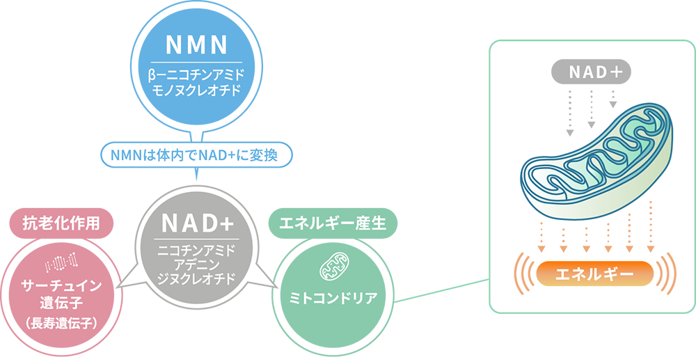 細胞の若さを支える“NMN